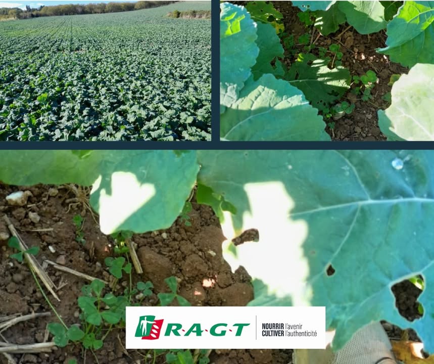 RAGT Plateau Central